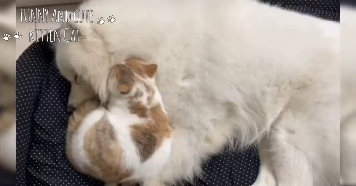 Come cane e gatto? Se la relazione è così, allora è un vero sogno – VIDEO