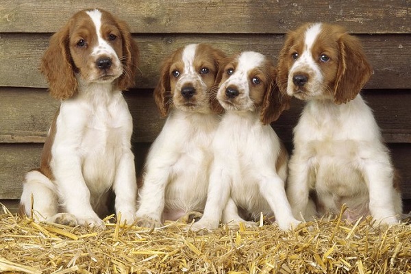 cuccioli di Welsh Springer Spaniel nel granaio