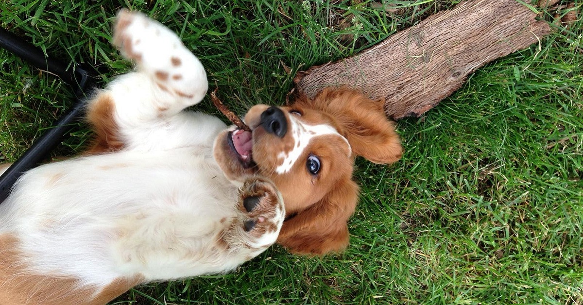 Cuccioli di Welsh Springer Spaniel: caratteristiche e cosa sapere