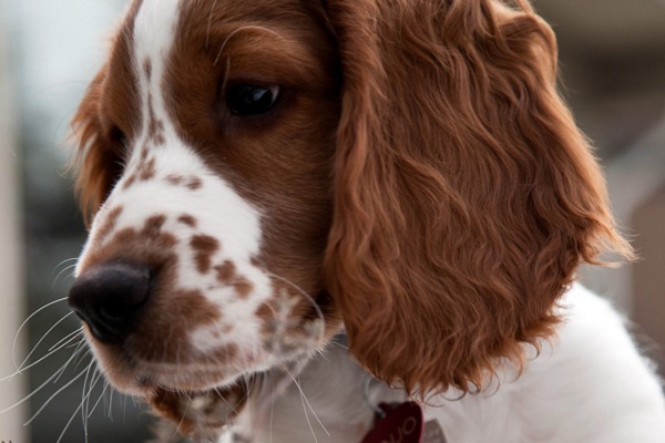 cane Welsh Springer Spaniel curioso