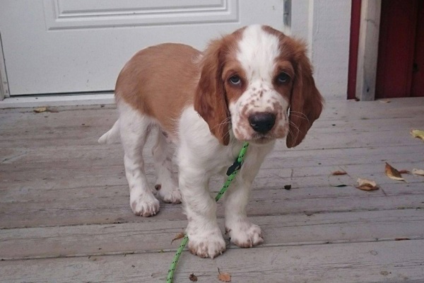 cucciolo di cane con guinzaglio verde