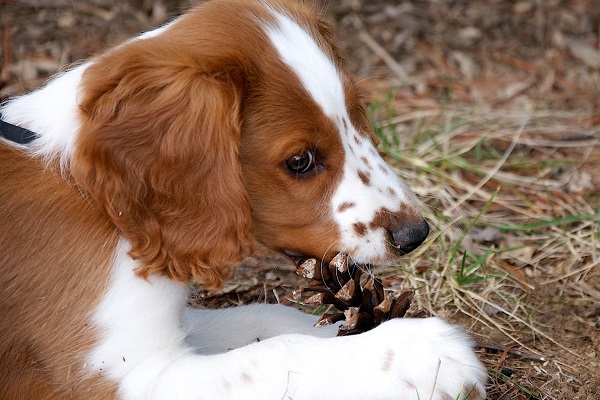 cane Welsh Springer Spaniel con pigna