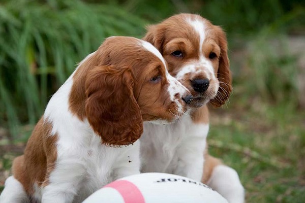 cuccioli di Welsh Springer Spaniel che giocano