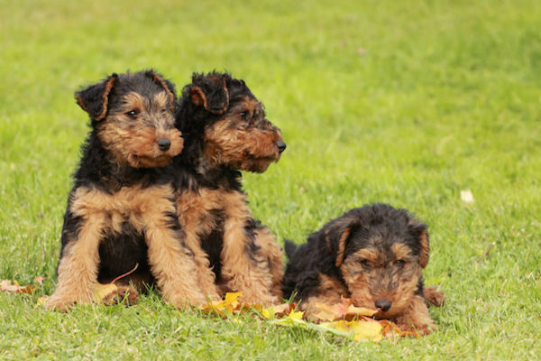 cuccioli di Welsh Terrier