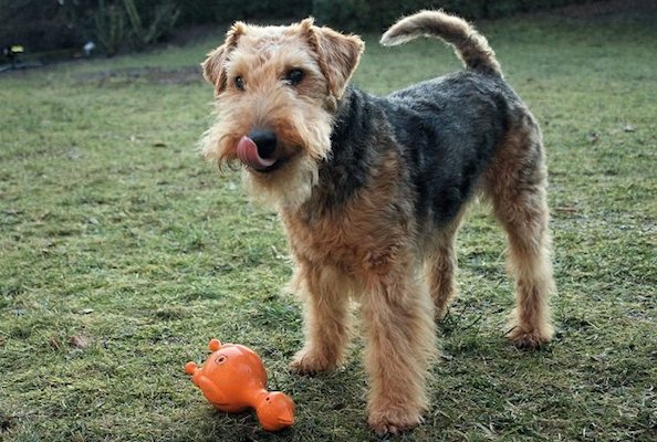 cuccioli di Welsh Terrier