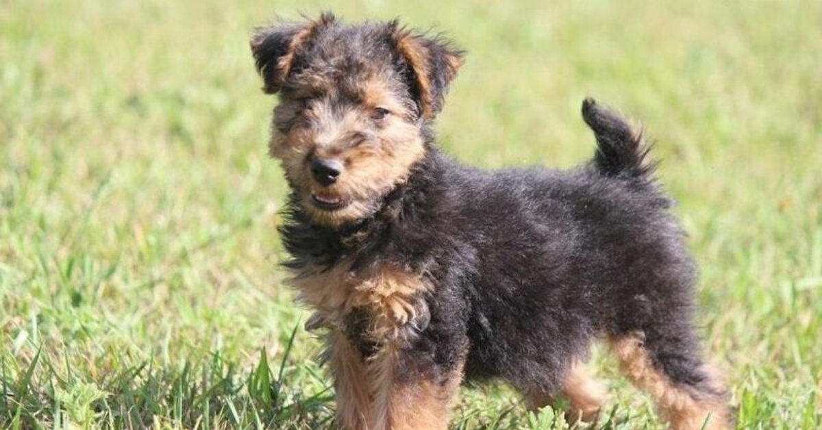 Cuccioli di Welsh Terrier: caratteristiche e cosa sapere su di loro