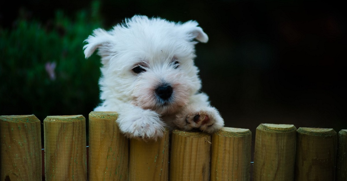 Cuccioli di West Highland Terrier: caratteristiche e come crescerli