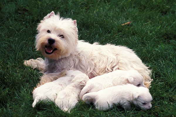 mamma e cuccioli di cane bianchi