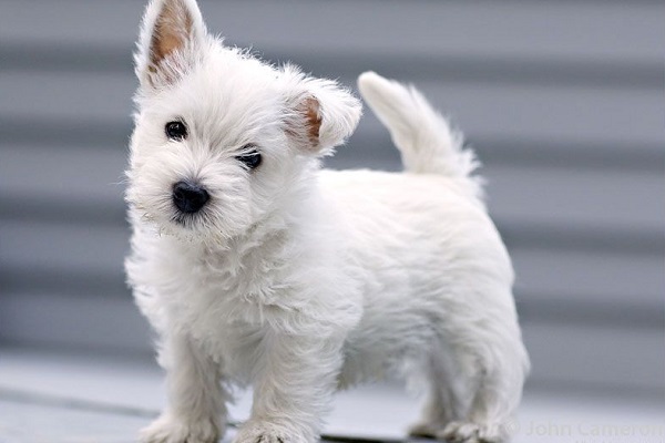 cucciolo di cane West Highland Terrier