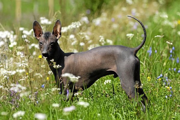 cuccioli di Xoloitzcuintle