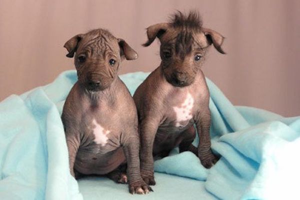 cuccioli di Xoloitzcuintle