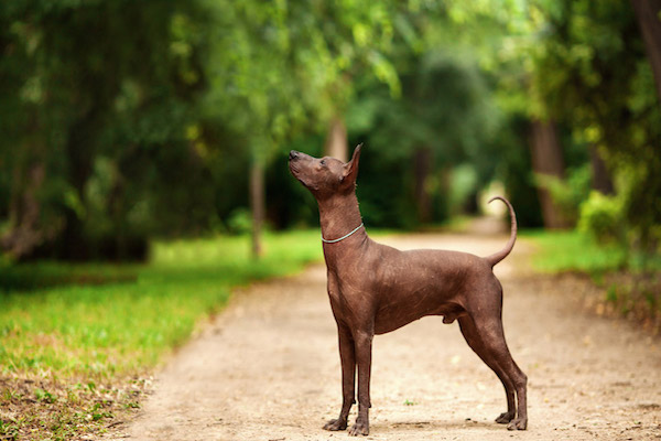 cuccioli di Xoloitzcuntle