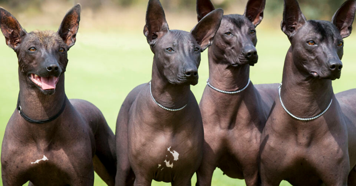 Cuccioli di cane Xoloitzcuntle: cosa sapere e come prendersene cura