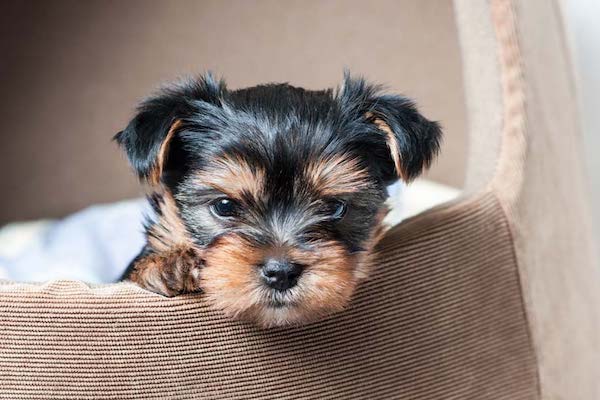 cuccioli di Yorkshire Terrier