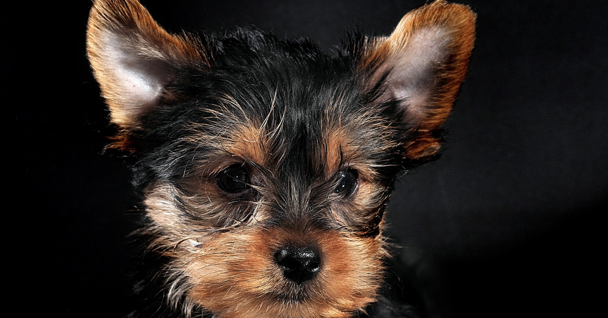 Cuccioli di Yorkshire Terrier: tutto quello che bisogna sapere su di loro