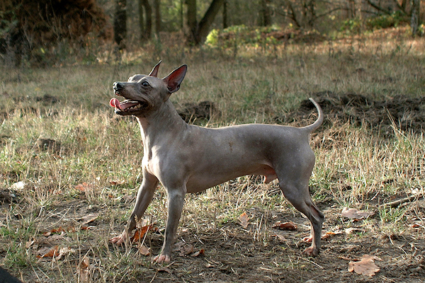 american hairless terrier iperattivo