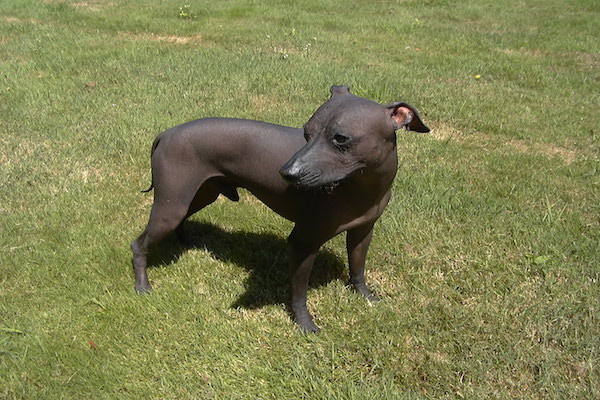 american hairless terrier vuole giocare