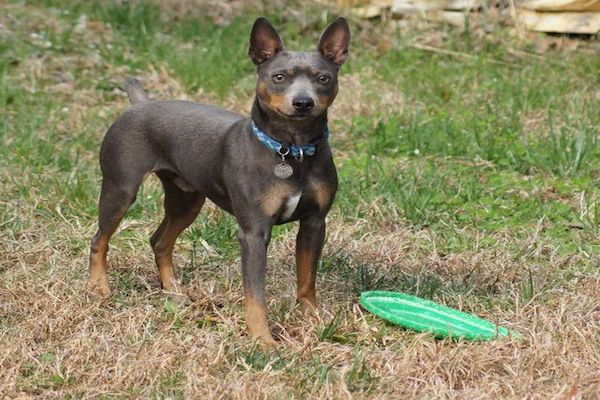 american hairless terrier al parco