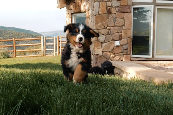 cucciolo bernese corre in slow motion