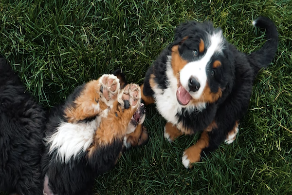 bovaro del bernese cuccioli giocano