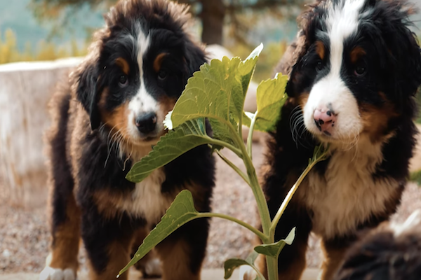 cuccioli bernese giocano con foglie