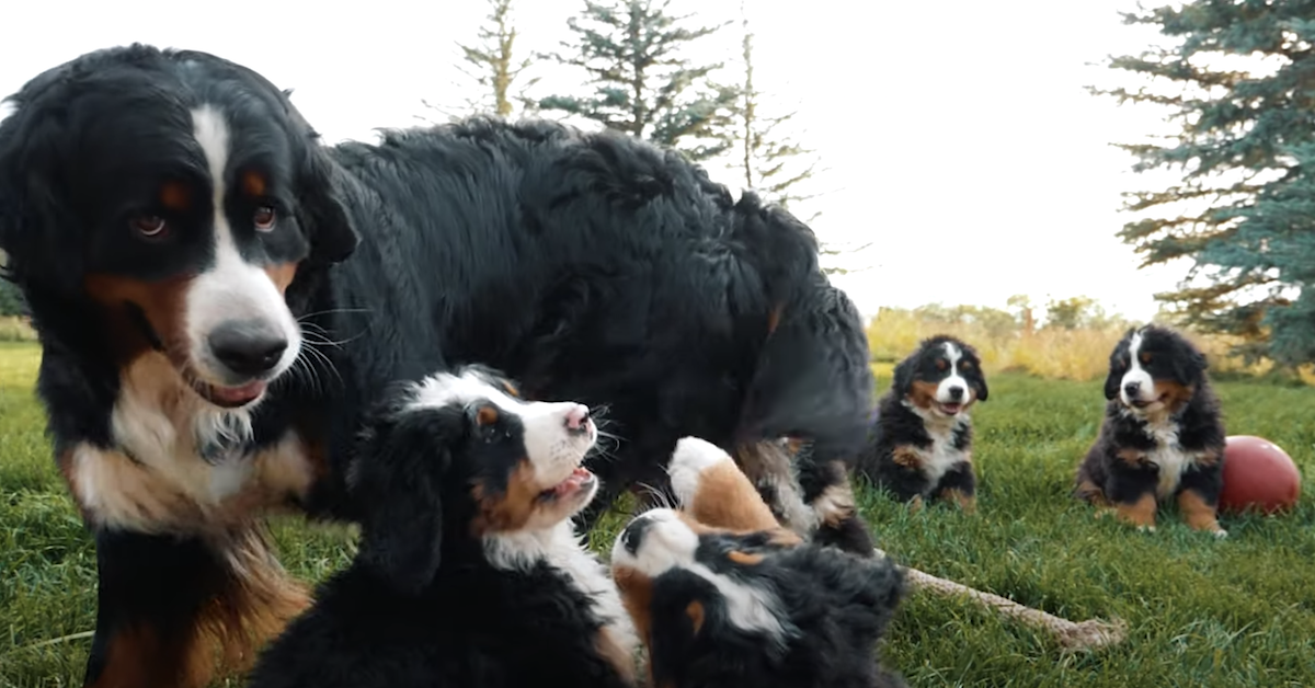 Cuccioli di Bernese giocano in slow motion: la bellezza al rallentatore (video)