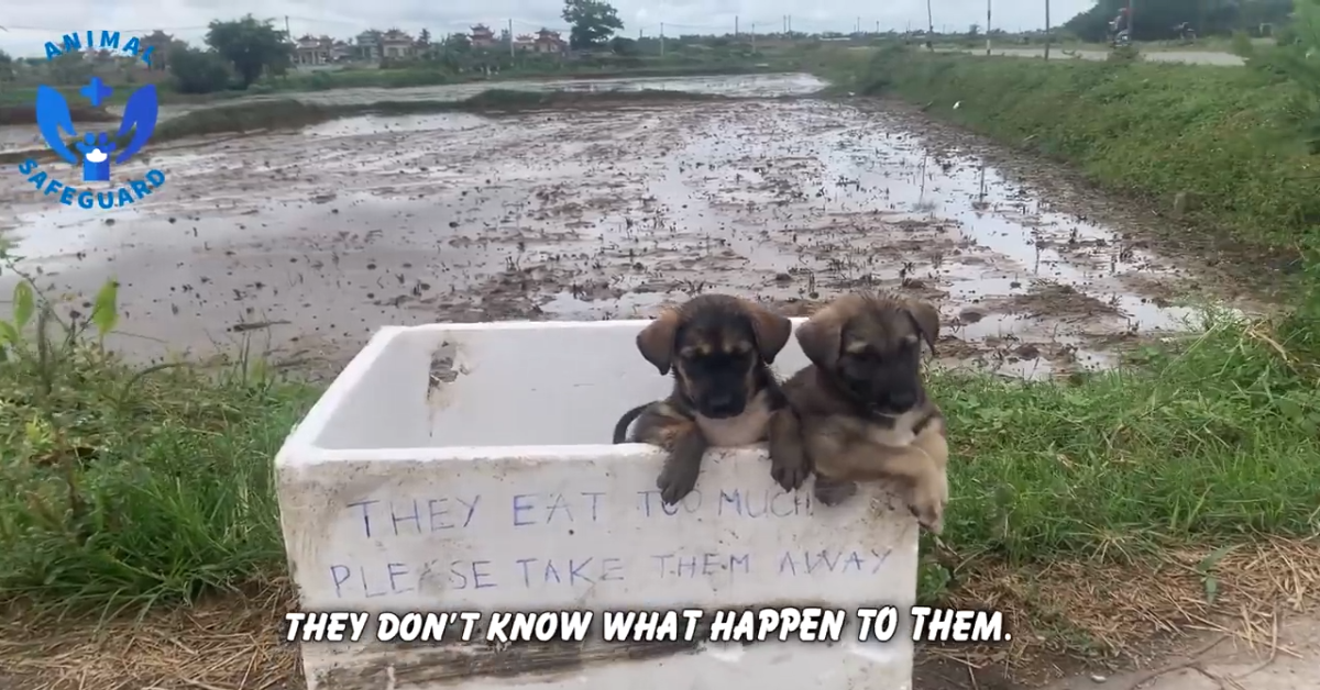 Cuccioli di cane abbandonati in una scatola: la loro storia è davvero struggente (VIDEO)