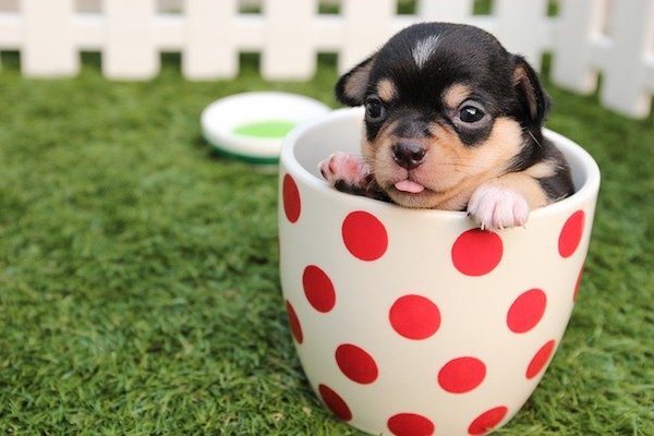cucciolo di cane in una tazza