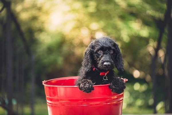 cane buffo nel secchio