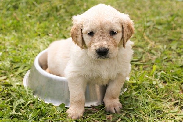 cagnolino buffo dentro una ciotola