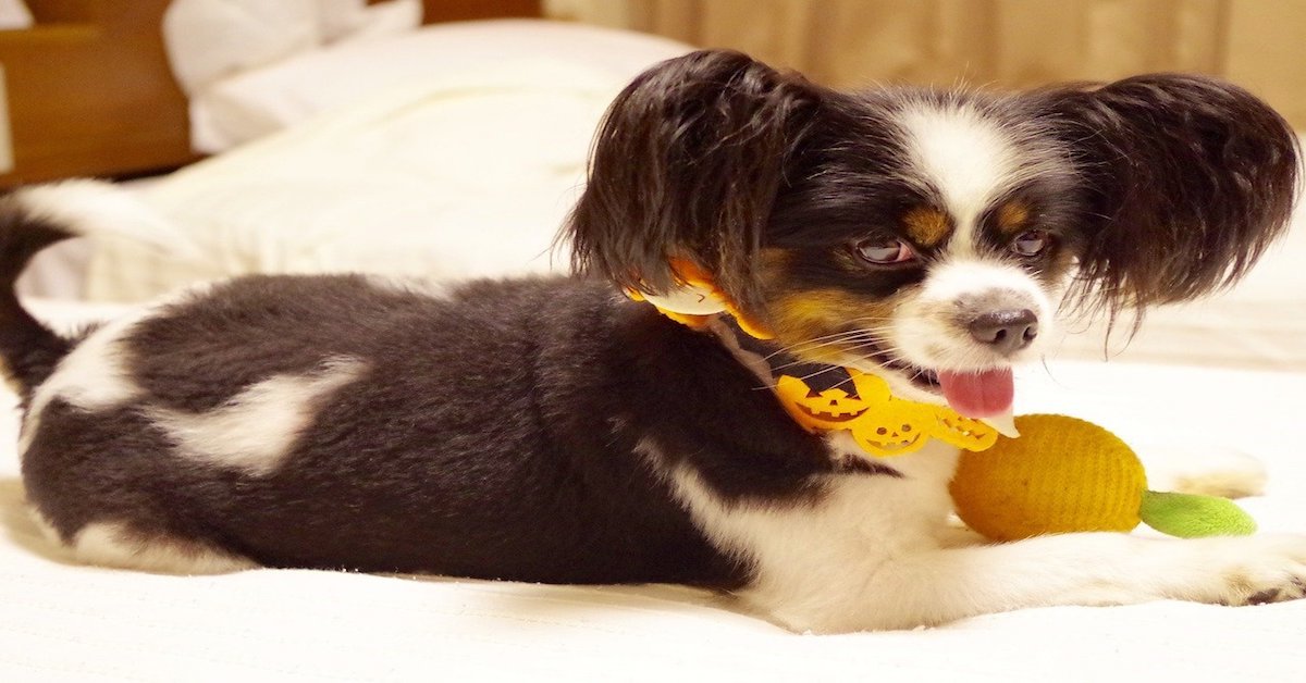 Cuccioli di cane buffi: foto e immagini tenere su cagnolini simpatici
