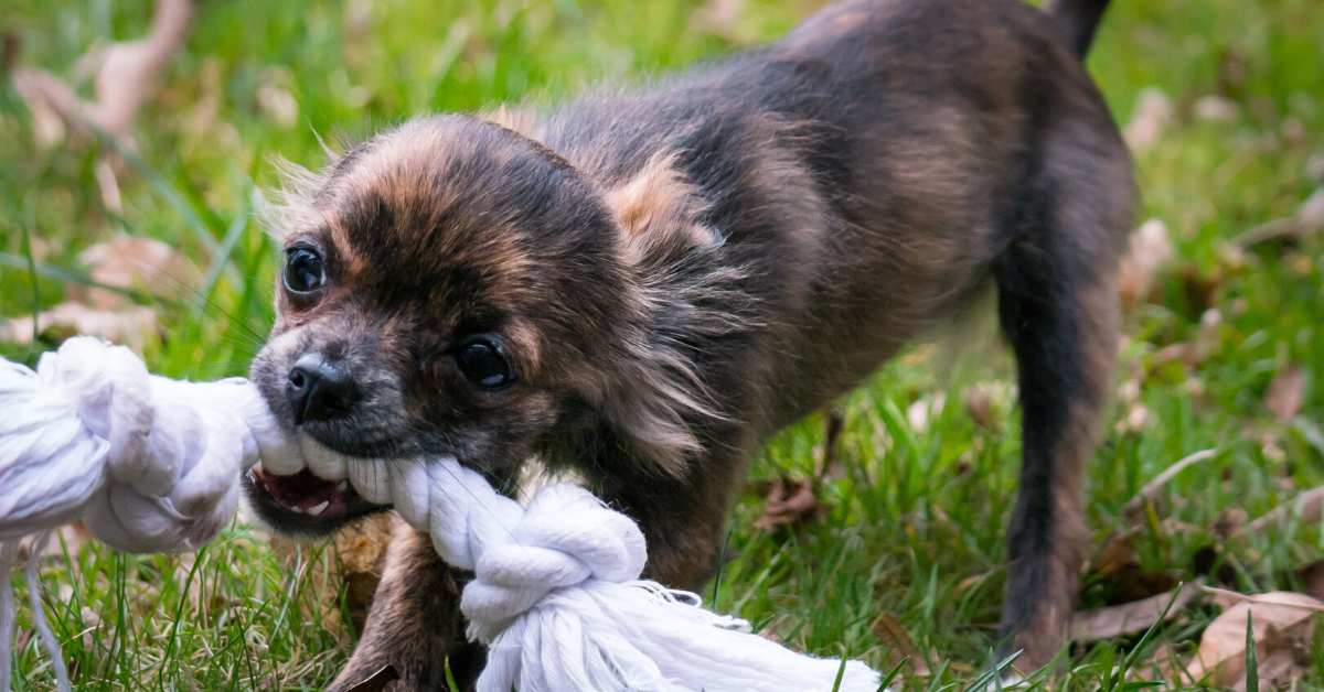 Cuccioli di cane, giochi fai da te: come fare divertire i più piccolini