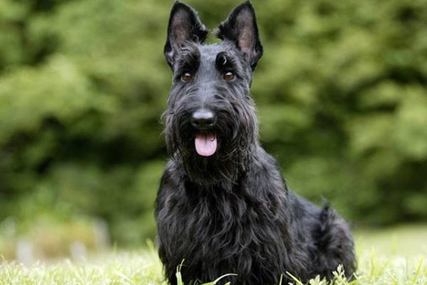 cane scottish terrier