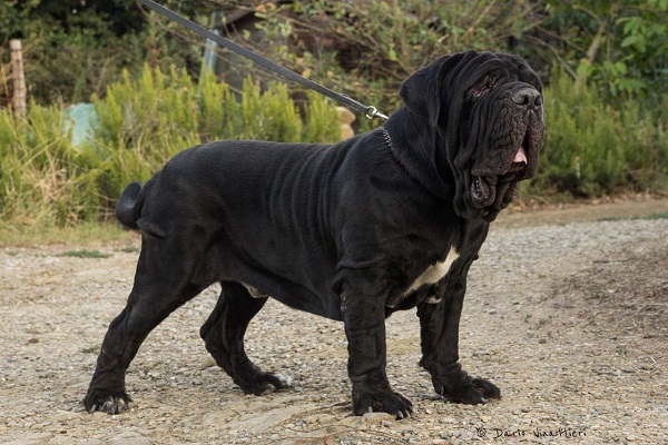 cane mastino napoletano