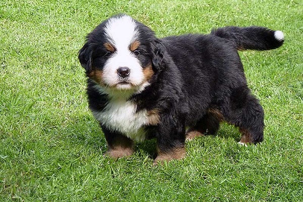 bovaro del bernese cane