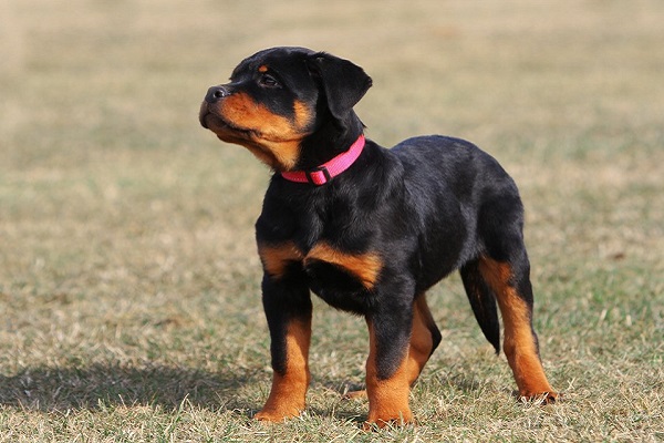 cane rottweiler