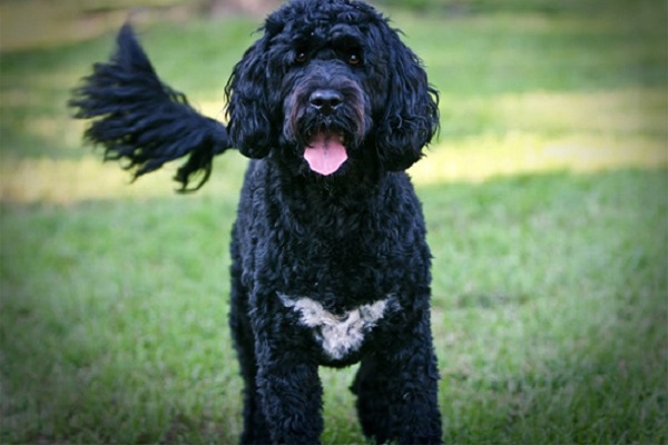 Cão de água português cane nero