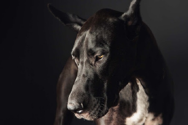 cane nero triste