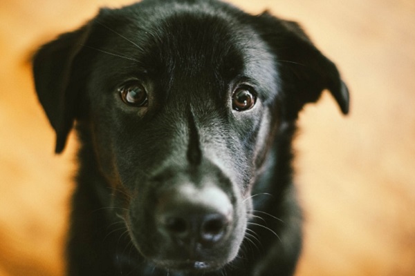 cane nero a pelo lungo