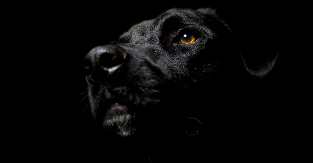 Cuccioli di cane neri: tante foto dolcissime e tenerissime