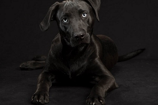 cane nero con occhi chiari