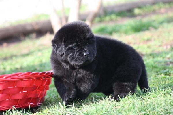 cane terranova nero