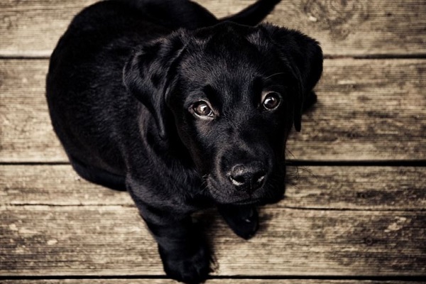 cucciolo di cane che guarda in alto