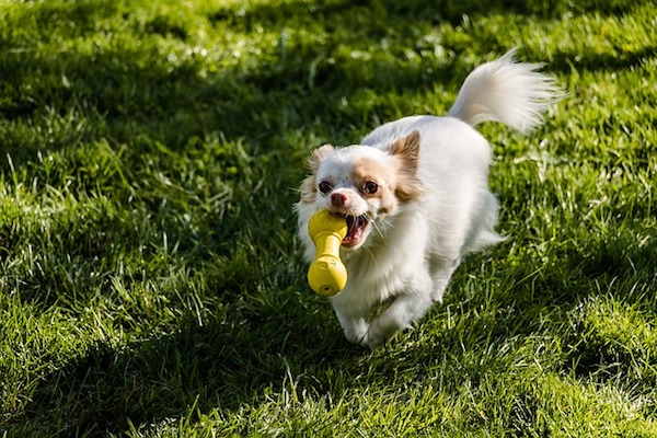 cucciolo di cane corre nel prato e gioca