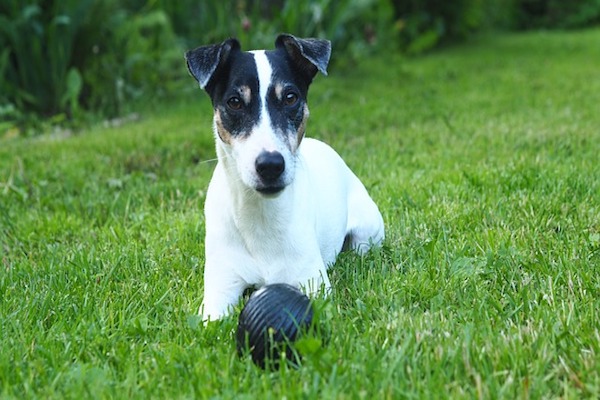 cagnolino gioca nel prato con la palla