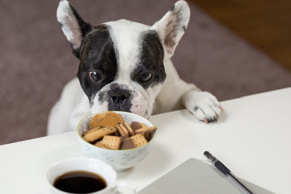 cane che ruba cibo da tavola