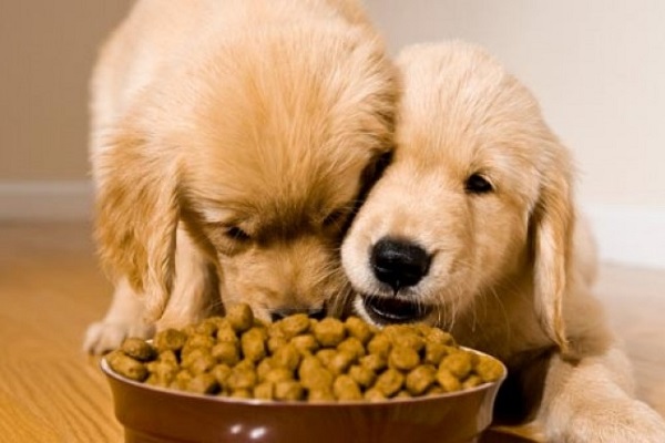 cani che mangiano insieme
