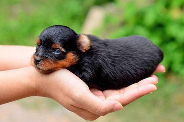 cuccioli di cane piccolissimi foto