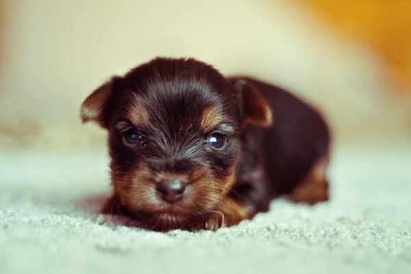 cuccioli di cane piccolissimi foto