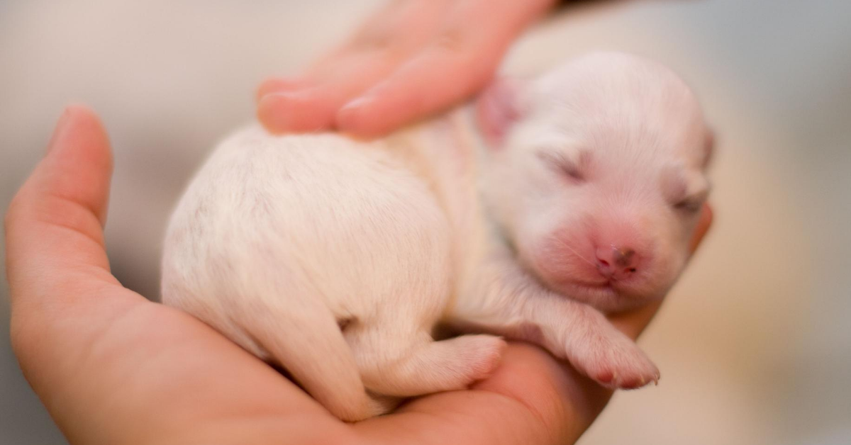 Cuccioli di cane piccolissimi: foto dolcissime di cagnolini appena nati